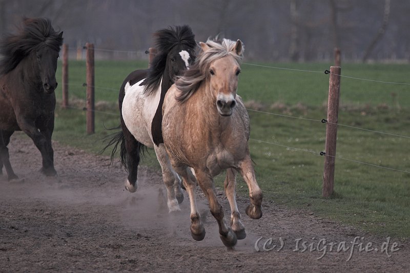 IMG_1625-01.jpg - Luna, Kilian und Gleipnir