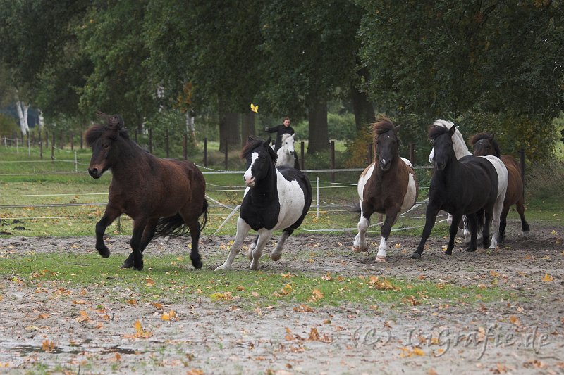 IMG_5068-01.jpg - Kongur, Kiljan, Sokki, Skati, Glampi und Barki auf der Flucht ...