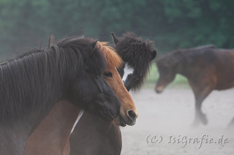 IMG_1382-01.jpg - Gleipnir, Skrofa und Kilian