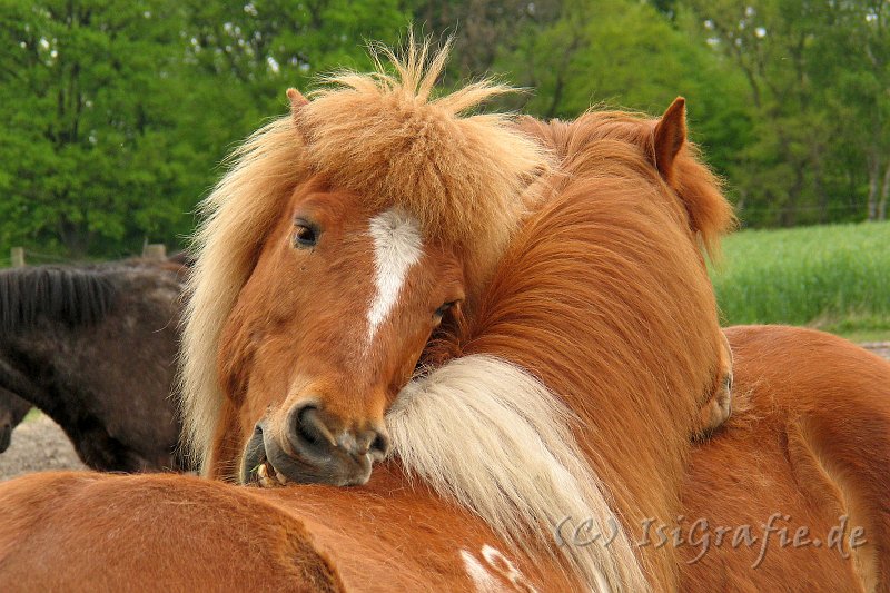 Img_2307.jpg - Hnokki und Toppur