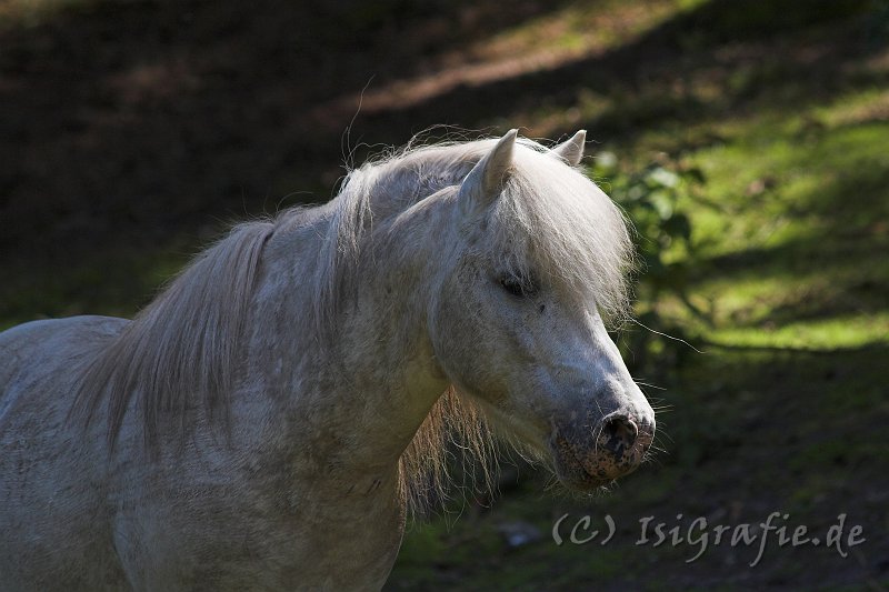 IMG_7282-01.jpg - Shetty im Wildpark Lüneburger Heide