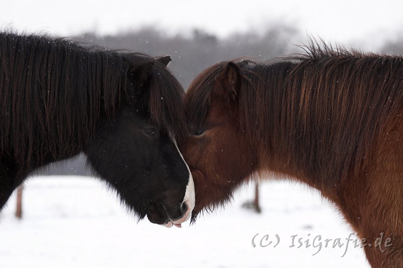 IMG_7537-01.jpg - Kiljan und Keilir