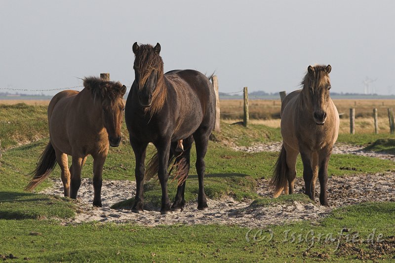 20060920_250-01.jpg - Spiekeroog