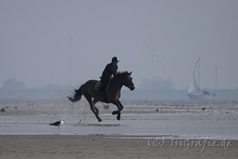 IMG_2462-01.jpg - Langeoog - Lütt'n Peerstall