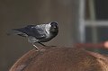 IMG_1065-01