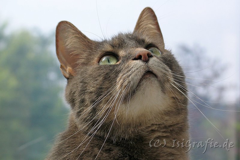 IMG_2483.JPG - Eine Katze kommt immer wenn man sie ruft, es sei denn sie hat etwas besseres zu tun - Bill Adler