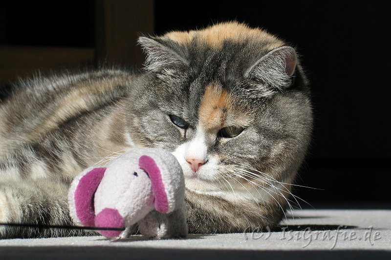 IMG_4801.JPG - Vor langer Zeit wurden Katzen als Gottheiten verehrt. Katzen haben das nicht vergessen...
