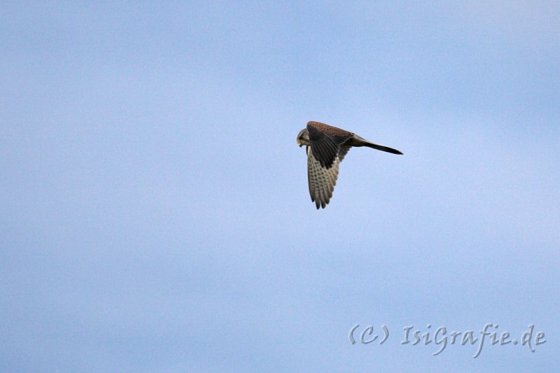 IMG_6024-01.jpg - Turmfalke, fotografiert aus dem Esszimmer :)