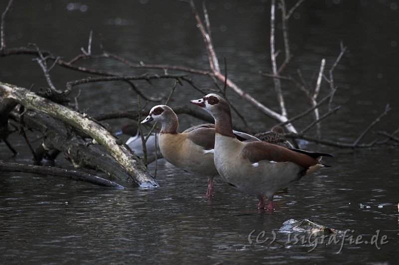 IMG_1248-01.jpg - Nilgänse im Tierpark Petermoor, Bassum