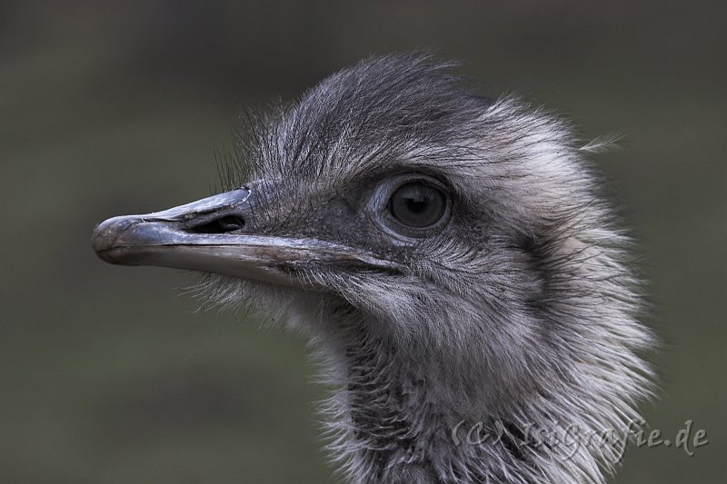 IMG_1258-01.jpg - Emu im Tierpark Petermoor, Bassum