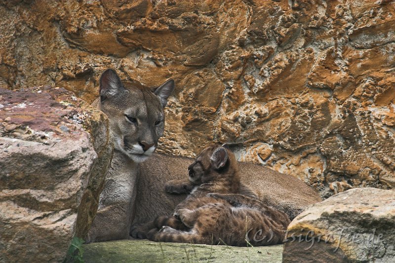 IMG_2505-01.jpg - Pumas im Tierpark Ströhen
