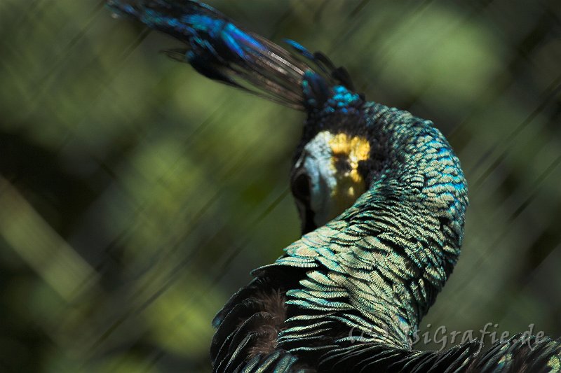 IMG_2542-01.jpg - Pfau im Tierpark Ströhen