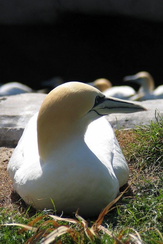 IMG_2587.JPG - Zoo am Meer, Bremerhaven