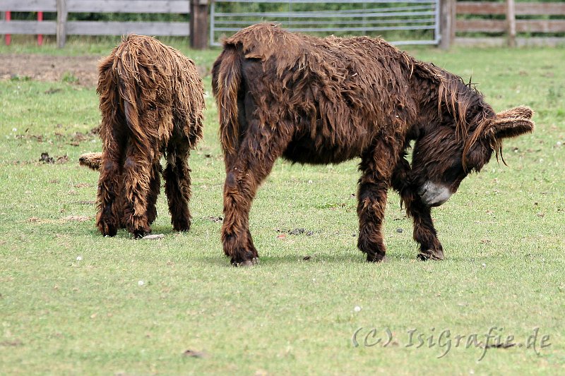 IMG_3578.JPG - Arche Warder