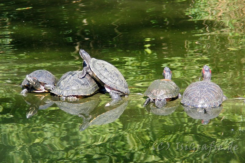 IMG_3829.JPG - Zoo Osnabrück