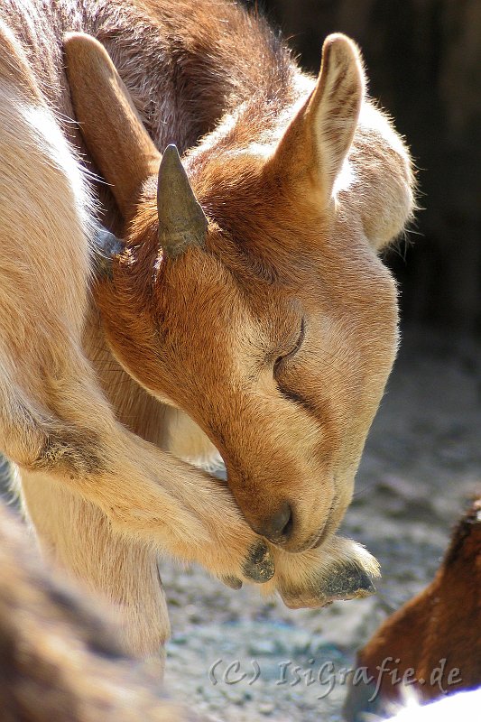 IMG_3856.JPG - Zoo Osnabrück