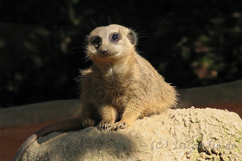 IMG_3877.JPG - Zoo Osnabrück