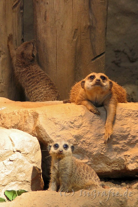 IMG_3878.JPG - Zoo Osnabrück