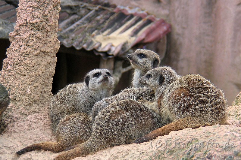 IMG_6131.JPG - Erlebnis-Zoo Hannover