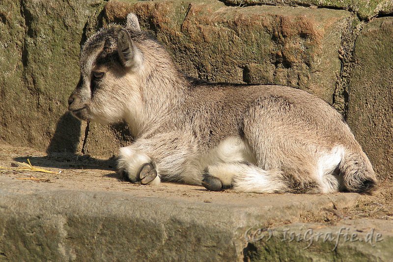 IMG_6248.JPG - Tierpark Bassum