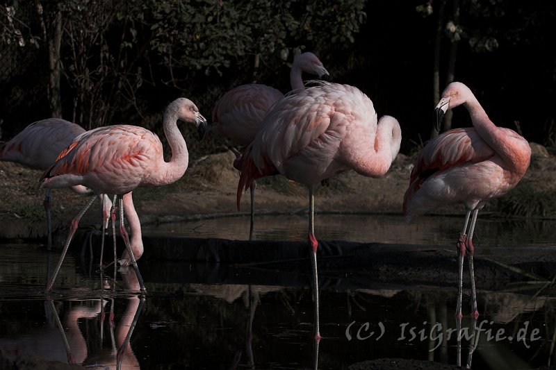 IMG_6846-01.jpg - Flamingos im Vogelpark Marlow