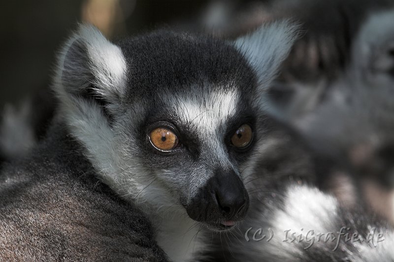 IMG_6975-01.jpg - Katta im Vogelpark Marlow