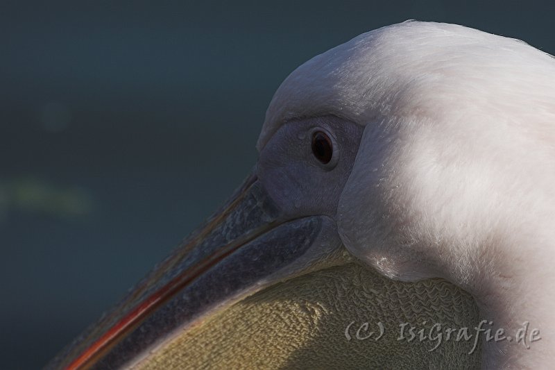 IMG_7083-01.jpg - Pelikan im Vogelpark Marlow