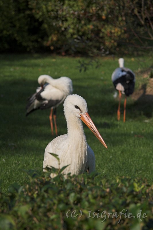 IMG_7705-01.jpg - Störche im Vogelpark Marlow