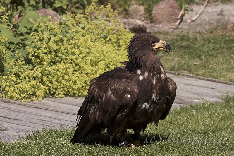 IMG_4678-01.jpg - Wildpark Lüneburger Heide - Steinadler