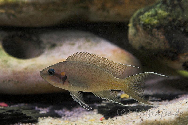 IMG_3052-02.jpg - Neolamprologus Brichardi - Feenbarsch