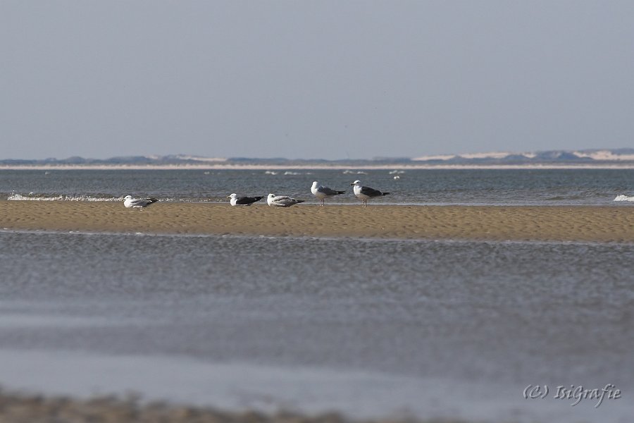 IMG 3820-01