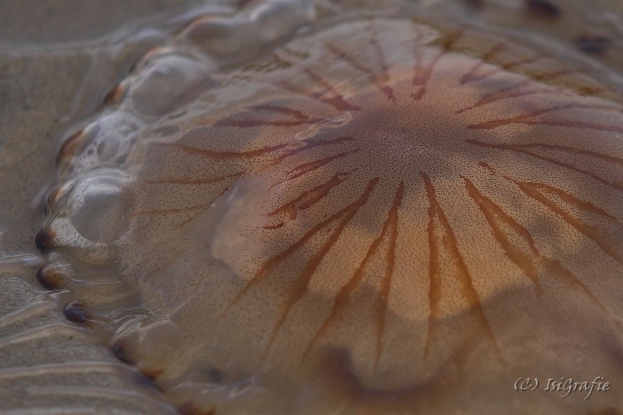 IMG 0850-01