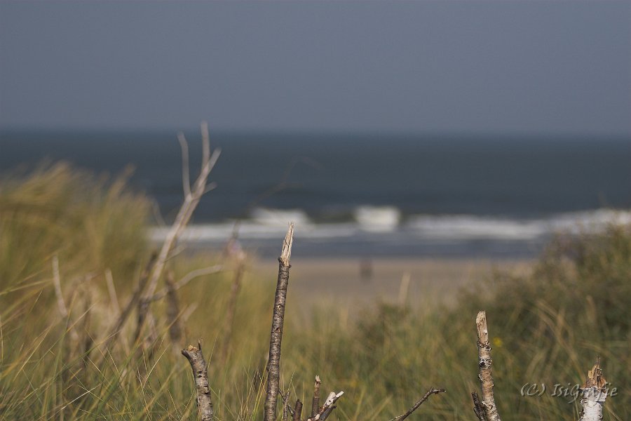 IMG 0913-01
