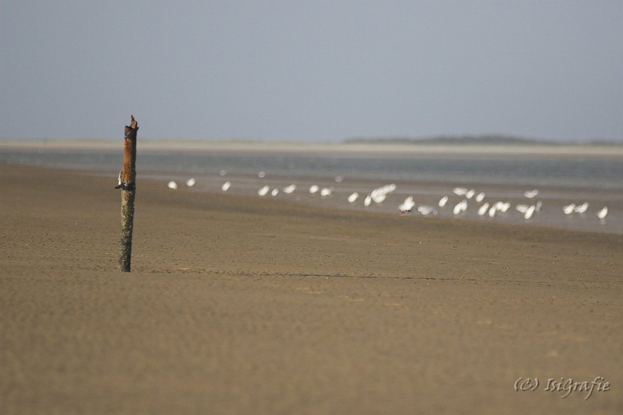 IMG 0999-01