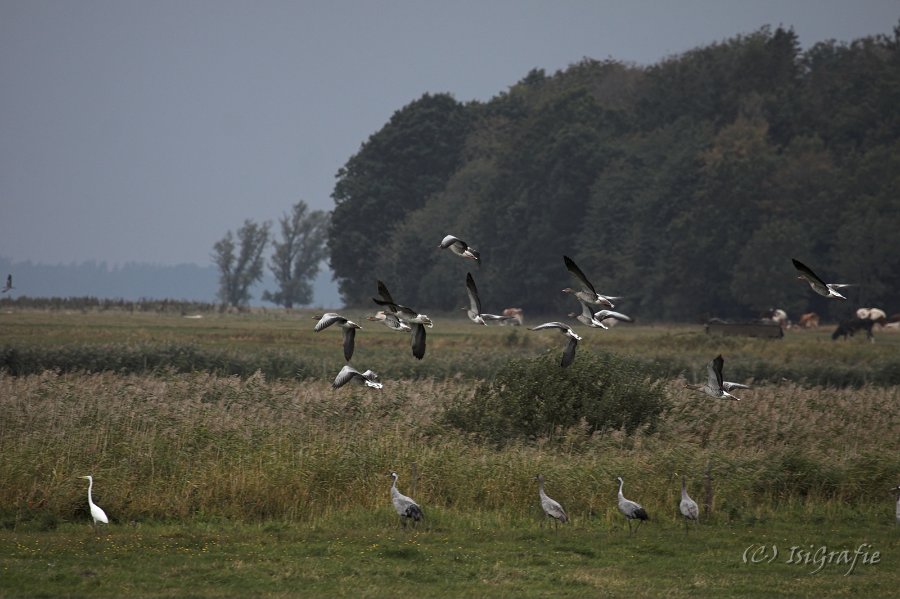 IMG 7126-01