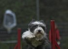 Agility Veranstaltung auf dem Sportplatz Fahrenhorst