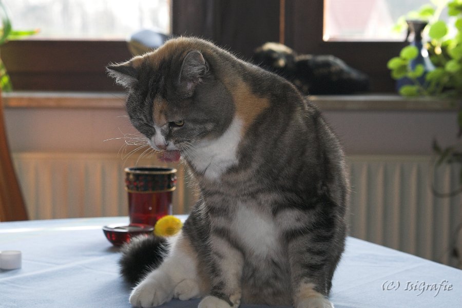 IMG 1572-01