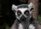 Tierpark
