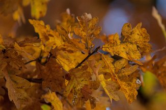 IMG_1597 Herbst