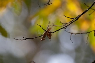 IMG_5357 Herbst
