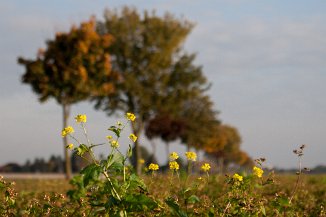 IMG_5552 Herbst