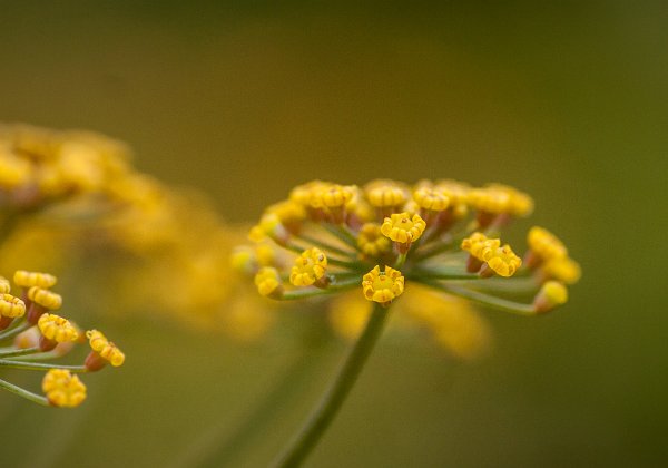 Blüten, Blumen