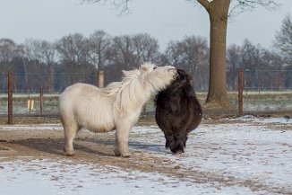 IMG_0830 Fani und Littli