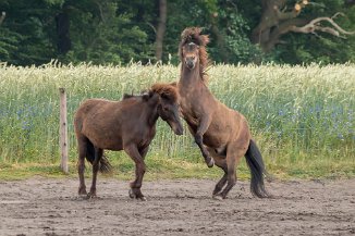 IMG_7738 Tarmin und Huggin