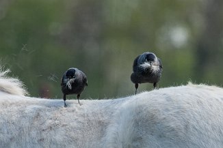 IMG_0991 Fellpflege