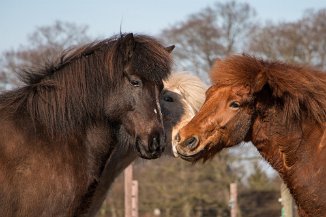 IMG_0684 Hektor, Ljomi und Spoi