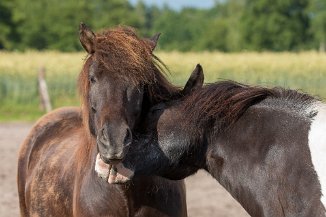 IMG_2467 Svartur und Kiljan