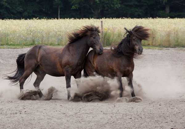 ... und Action Pferde beim Spielen und Toben