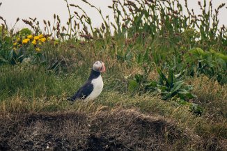 Papageientaucher in Dyrhólaey