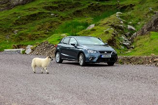 Our parking attendant at the Healy Pass